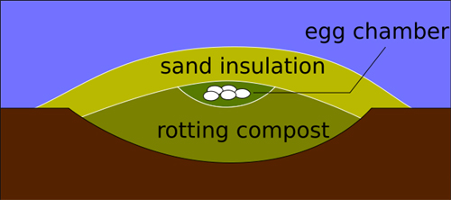 Cross section of a malleefowl mound